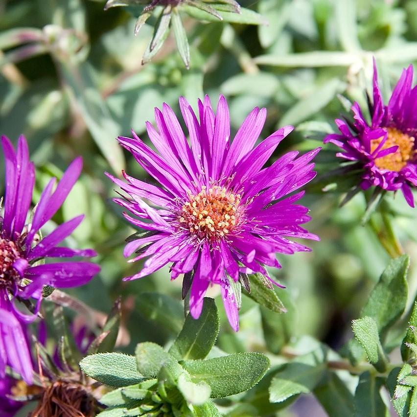Aster nov-ang. - Purple Dome New England Aster
