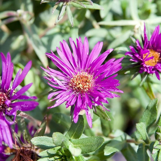 Aster nov-ang. - Purple Dome New England Aster