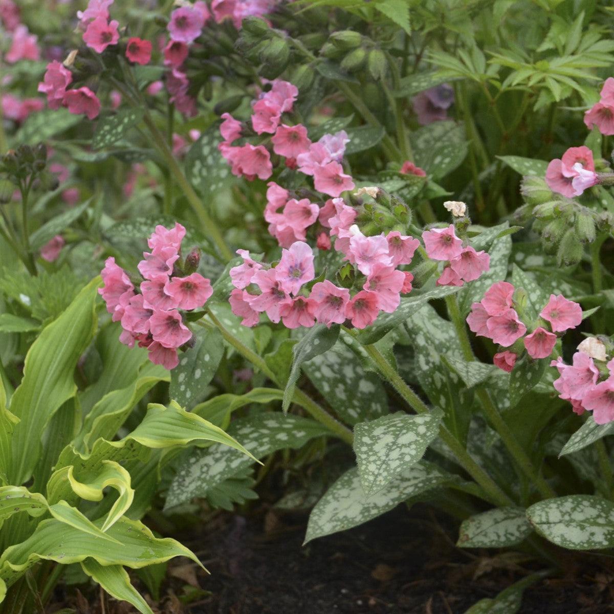 Pulmonaria - Pretty in Pink Lungwort