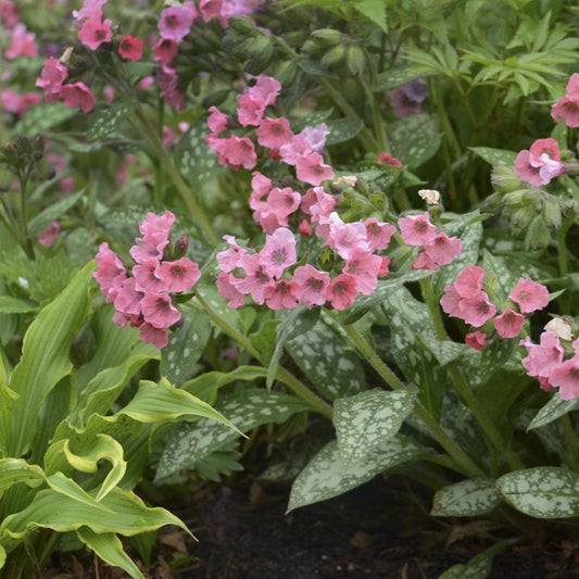 Pulmonaria - Pretty in Pink Lungwort