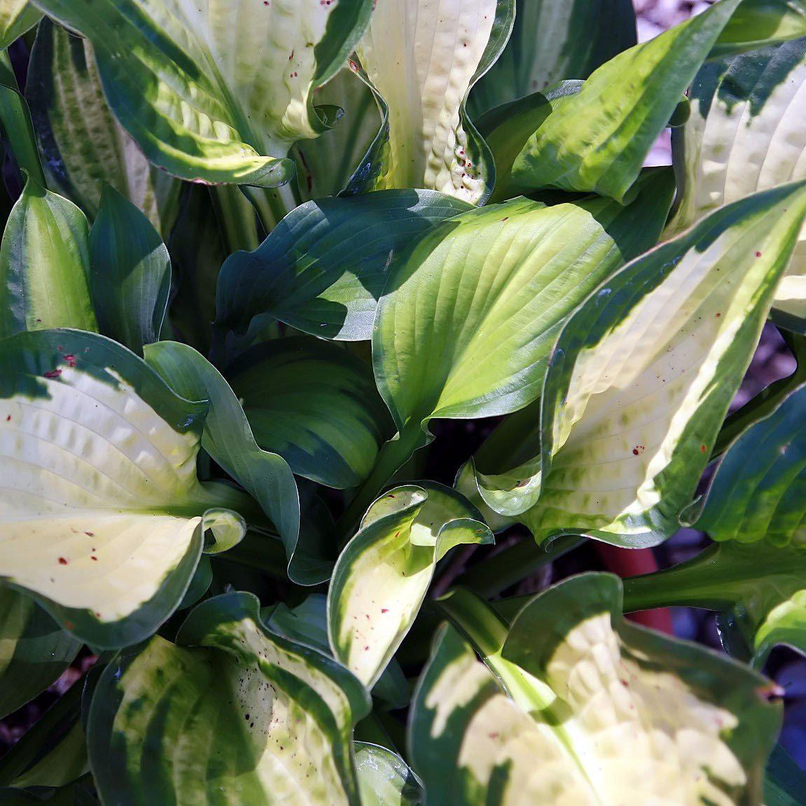 Hosta x - Paul's Glory Hosta