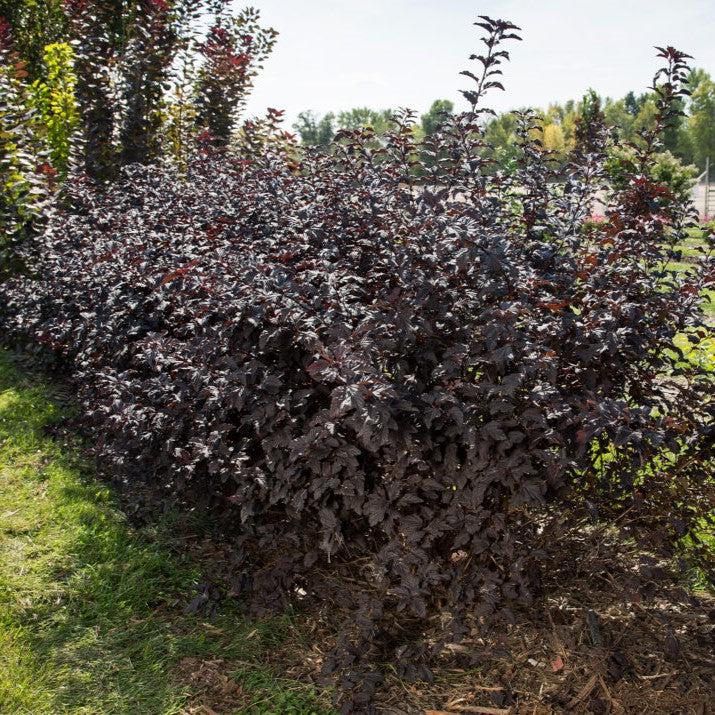 Physocarpus opulifolius - First Editions® Fireside® Ninebark