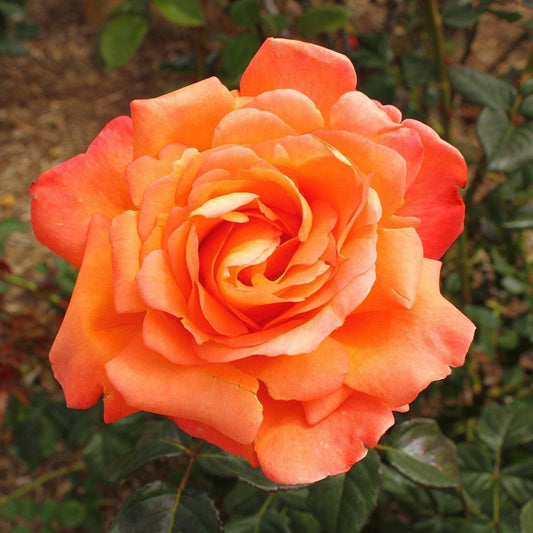 Rosa 'Aromiclea'  - Voodoo Rose