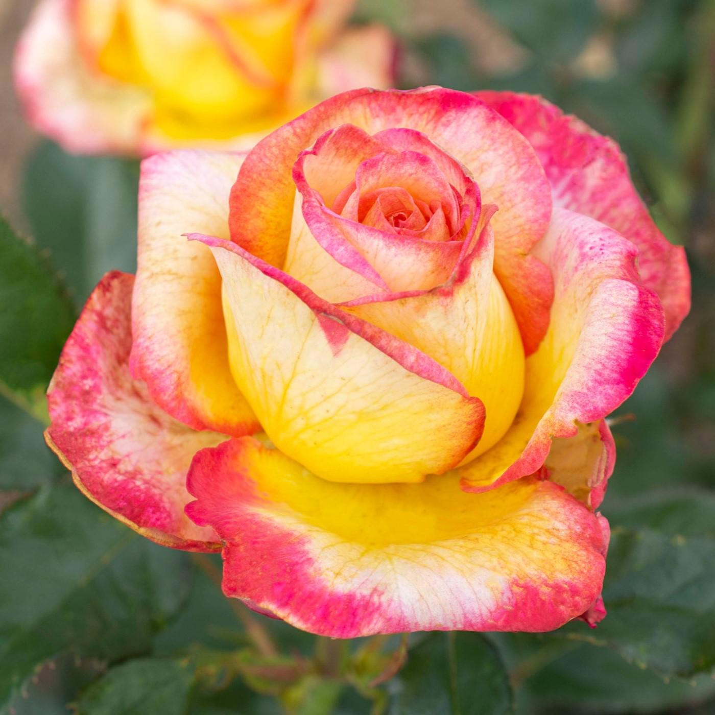 Rosa - Enchanted Peace™ Rose