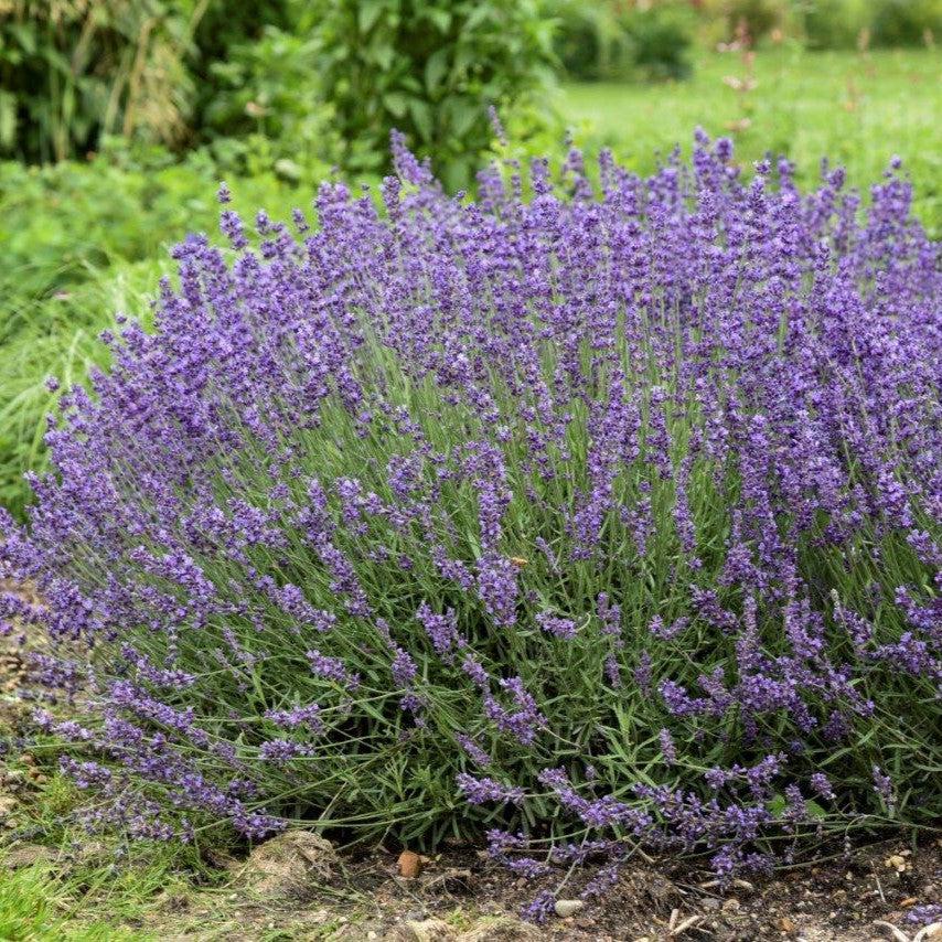 Lavandula  - Imperial Gem Lavender