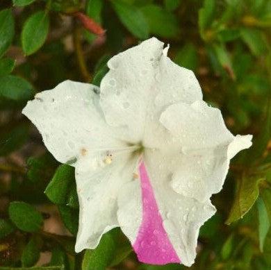 Encore® Autumn Lily™ Azalea