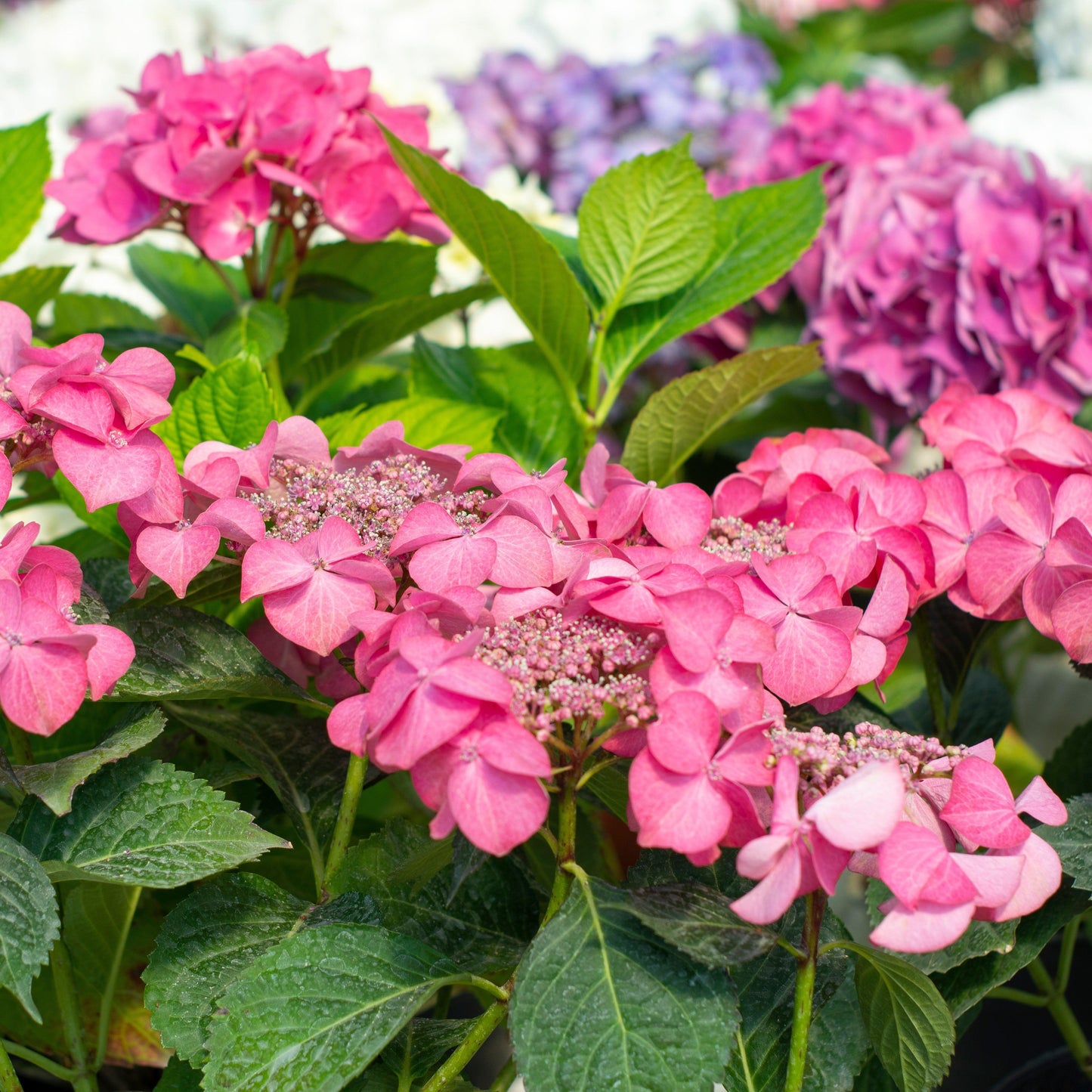 Hydrangea macrophylla  - Endless Summer® Pop Star® Hydrangea
