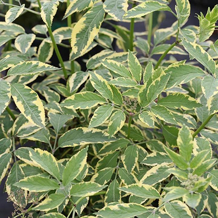 Sambucus nigra - Instant Karma™ Elderberry