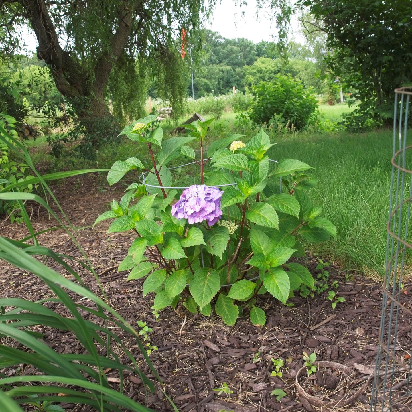 Hydrangea macrophylla - Endless Summer® Bloomstruck® Hydrangea