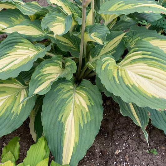 Hosta - PW® Shadowland® Love Story Hosta