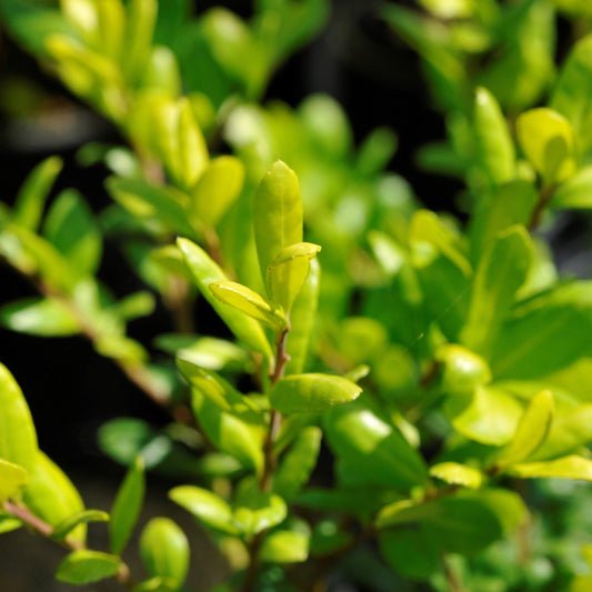 Ilex crenata - Drops of Gold Japanese Holly