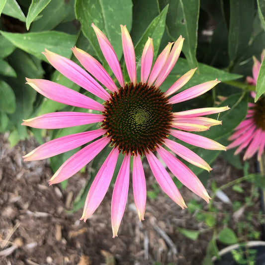 Echinacea purpurea - Green Twister Echinacea, Coneflower