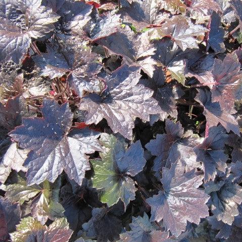 Heuchera - Blackout Coral Bells