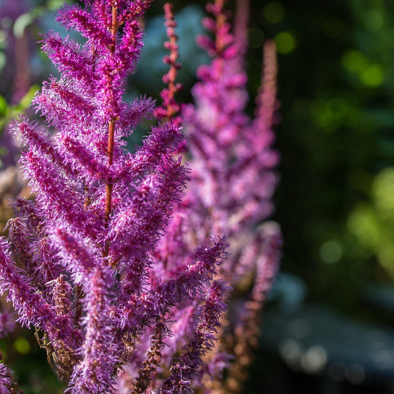 Astilbe chinensis - Purple Candles Chinese Astilbe