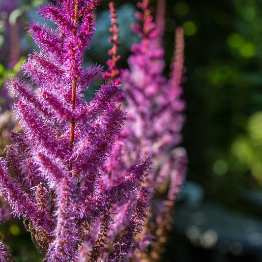 Astilbe chinensis - Purple Candles Chinese Astilbe
