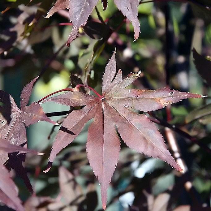 Acer palmatum - Japanese Maple 'Bloodgood'