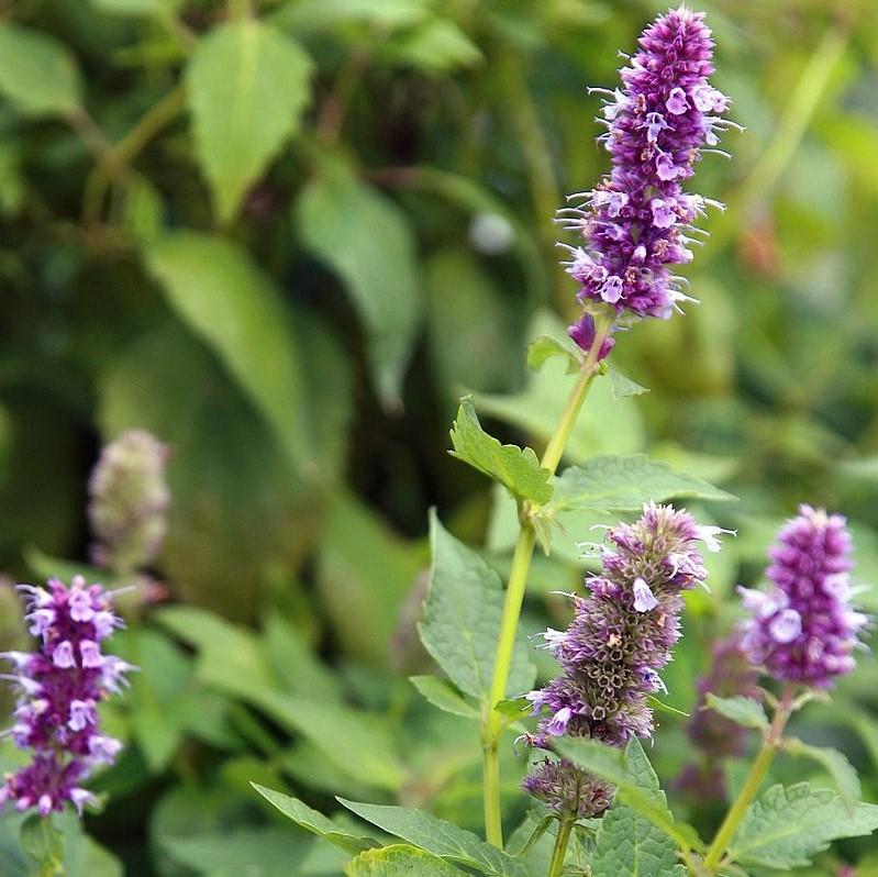 Agastache foeniculum - Blue Fortune Giant Hyssop