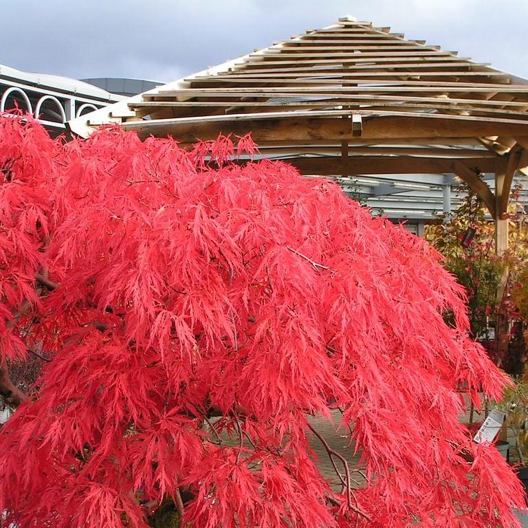 Acer palmatum var. dissectum - Crimson Queen Japanese Maple