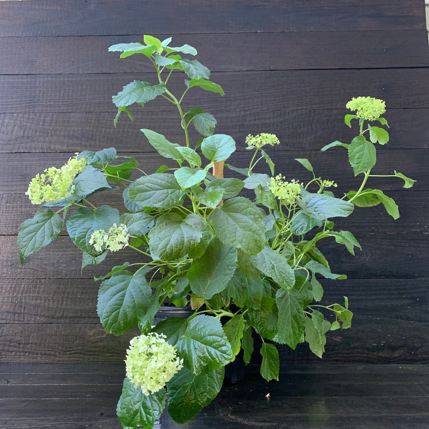 Hydrangea arborescens - Mophead Hydrangea, Annabelle Hydrangea