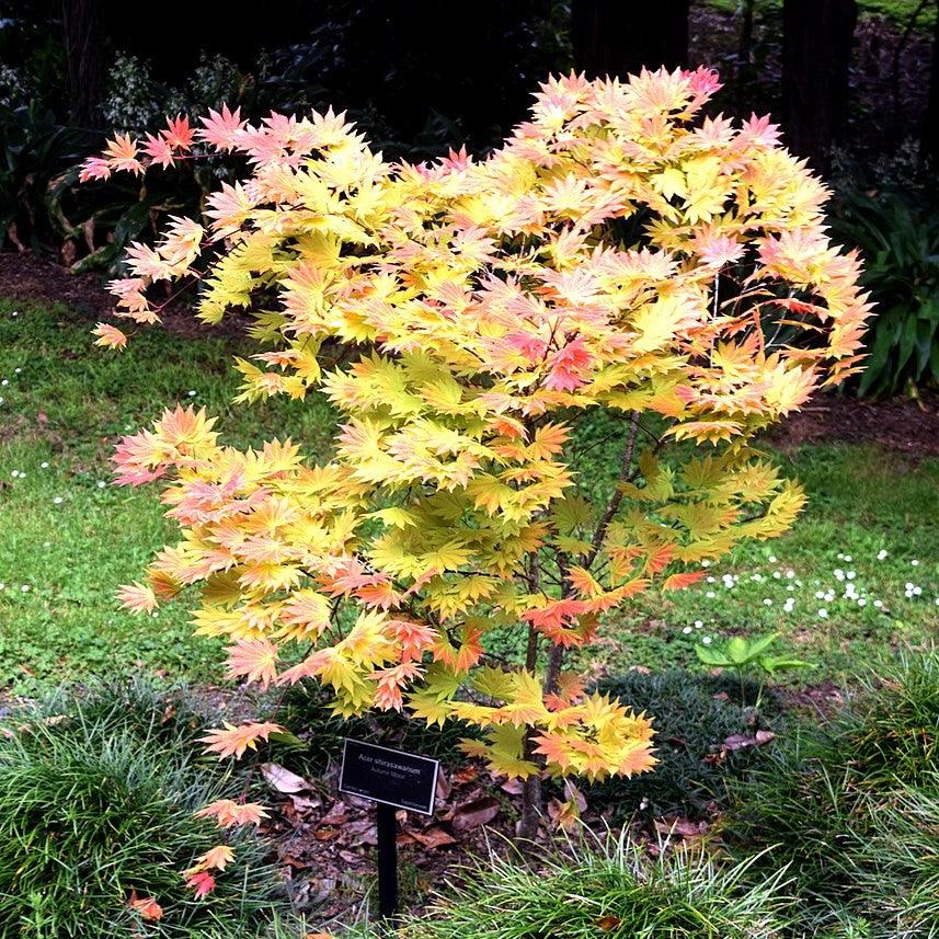 Acer shirasawanum - Autumn Moon Japanese Maple