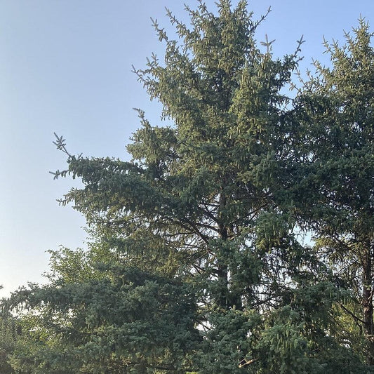 Picea meyeri  - Meyer Spruce