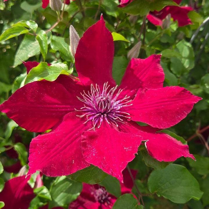 Clematis - Nubia™ Clematis