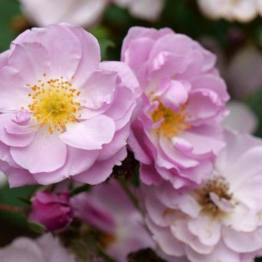 Rosa x  - Rise Up® Lilac Days® Climbing Rose