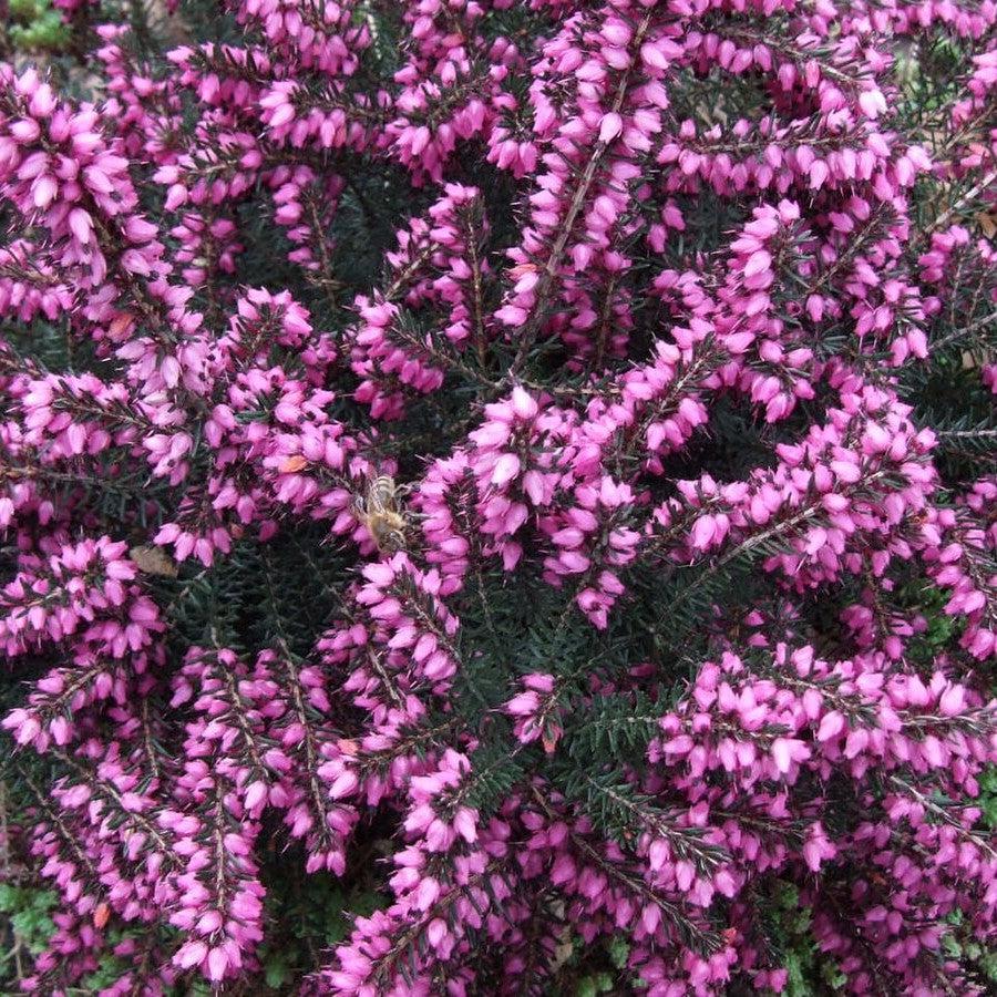 Erica x darleyensis - ica x darleyensis 'Kramers Rote'~ Kramer's Rote Heath