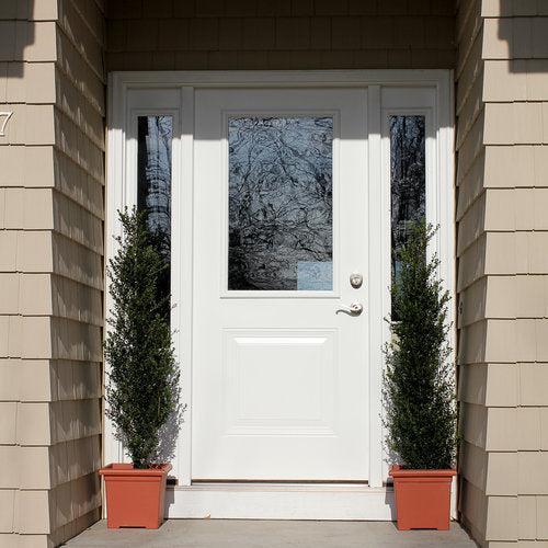 Ilex crenata - Patti O Box® Japanese Holly