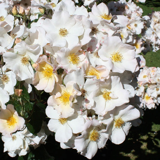 Rosa - Sally Holmes Climbing Rose