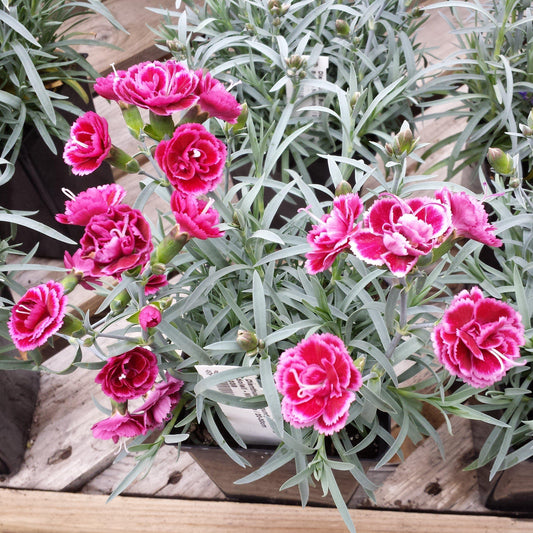 Dianthus x - EverLast™ Burgundy Blush Dianthus