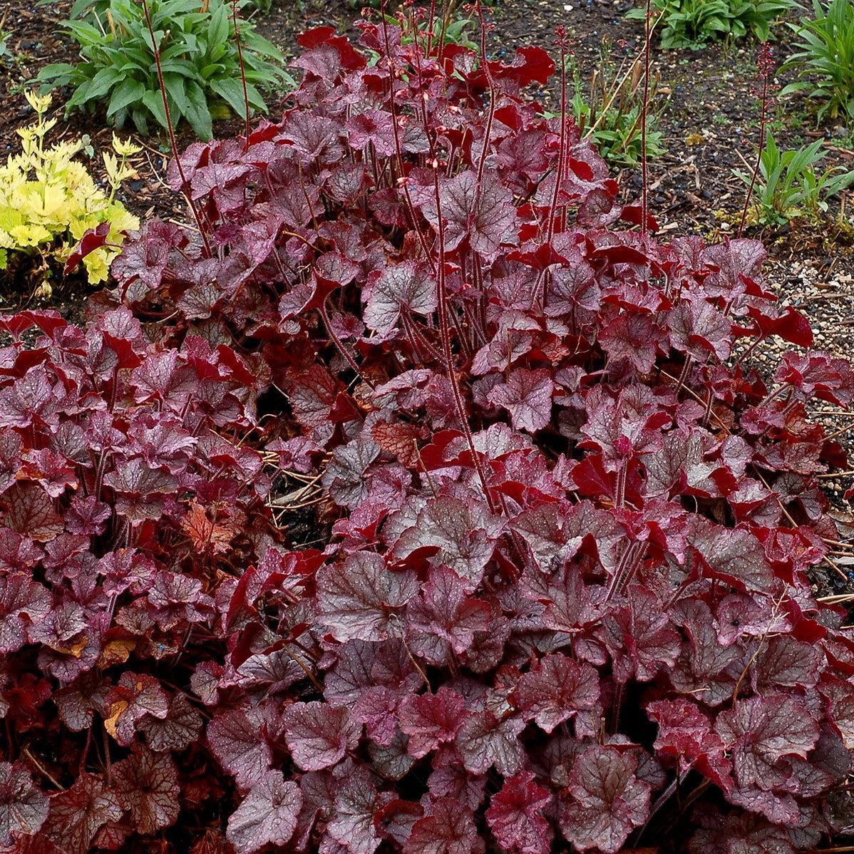 Heuchera x - Northern Exposure™ Silver Heuchera