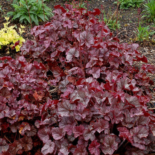 Heuchera x - Northern Exposure™ Silver Heuchera