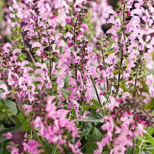 Salvia - Color Spires® Pink Dawn Salvia
