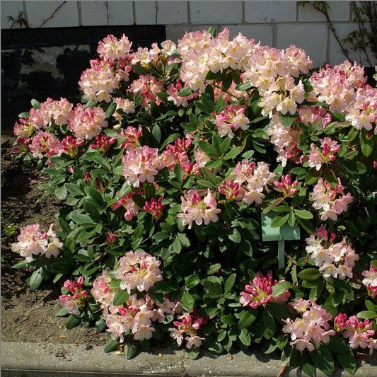 Rhododendron yakushimanum - Percy Wiseman Rhododendron