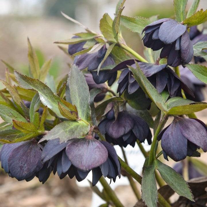 Helleborus - Honeymoon® Dark and Handsome Lenten Rose