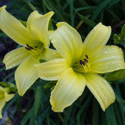 Hemerocallis - Hyperion Daylily