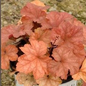 Heuchera - Dolce® Toffee Tart Heuchera