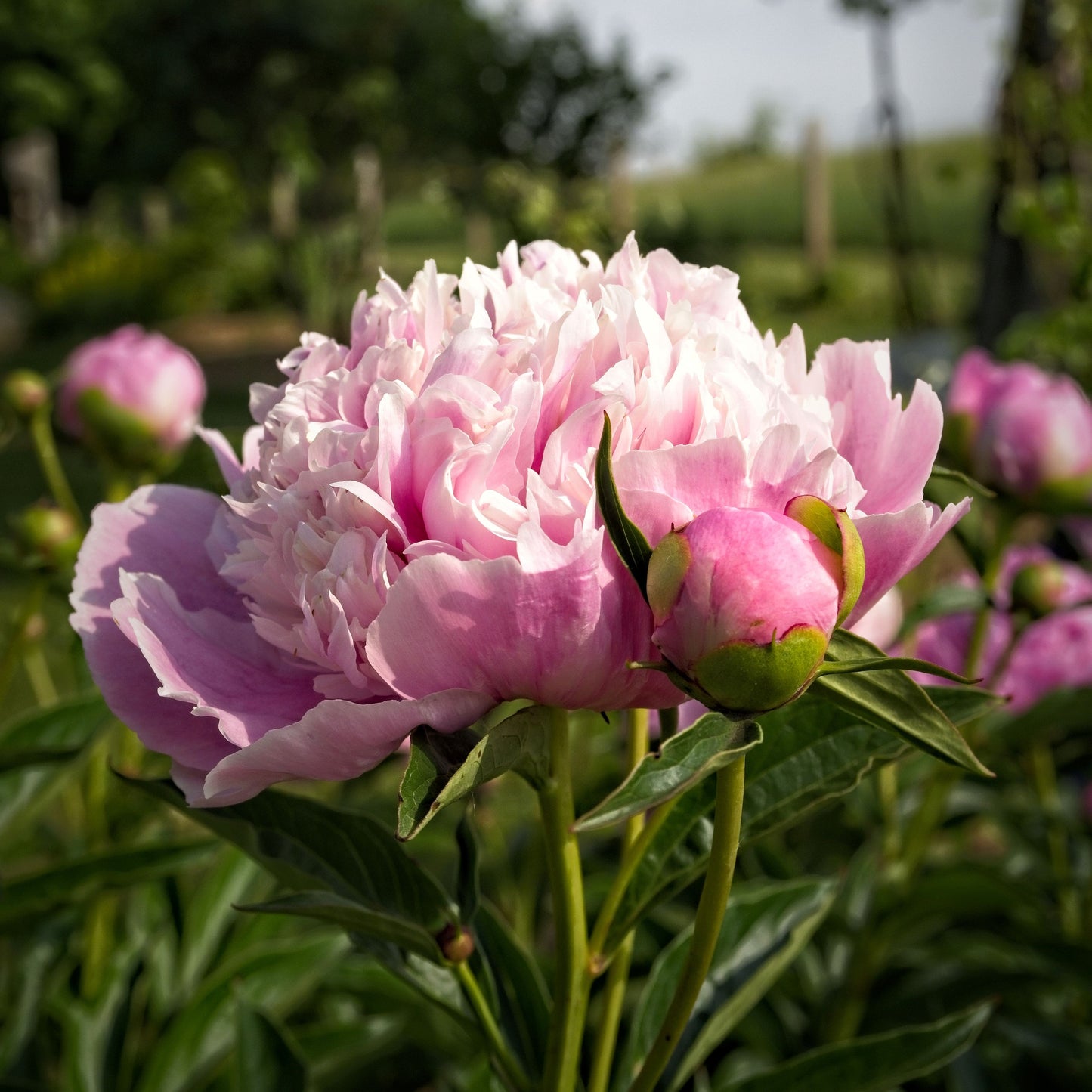 Paeonia - Emile Debatene Peony
