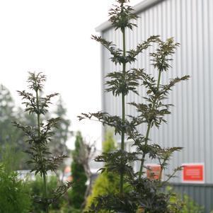 Sambucus nigra  - Laced Up® Elderberry