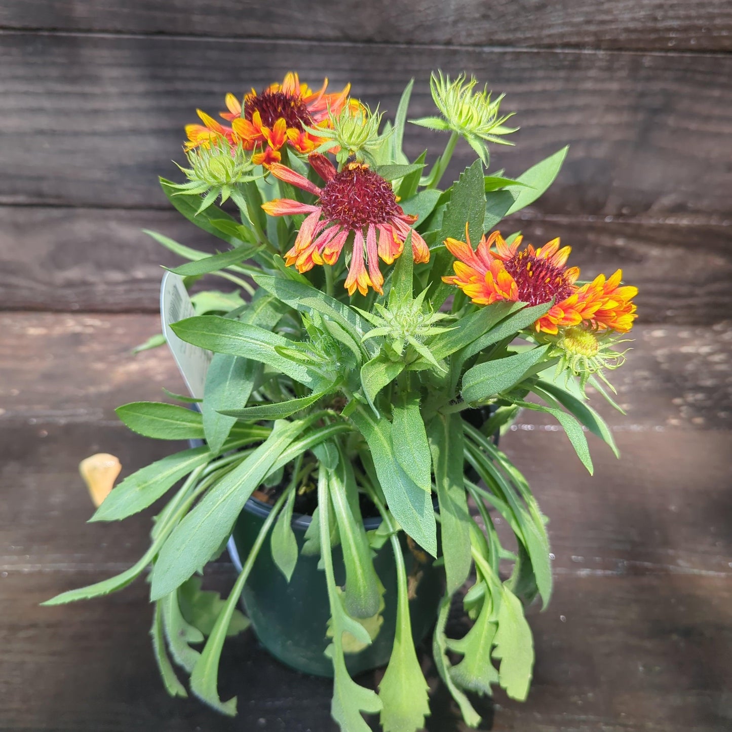 Gaillardia - Spintop™ Copper Sun Blanket Flower