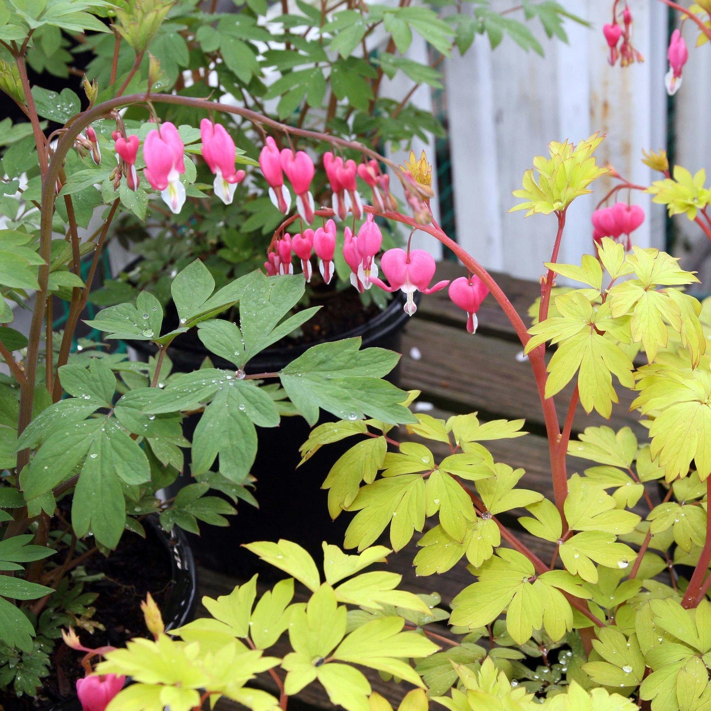 Dicentra spectabilis - Gold Heart Bleeding Heart