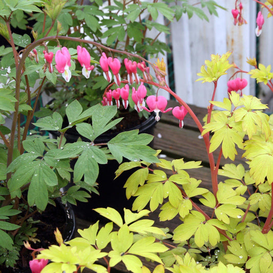 Dicentra spectabilis - Gold Heart Bleeding Heart