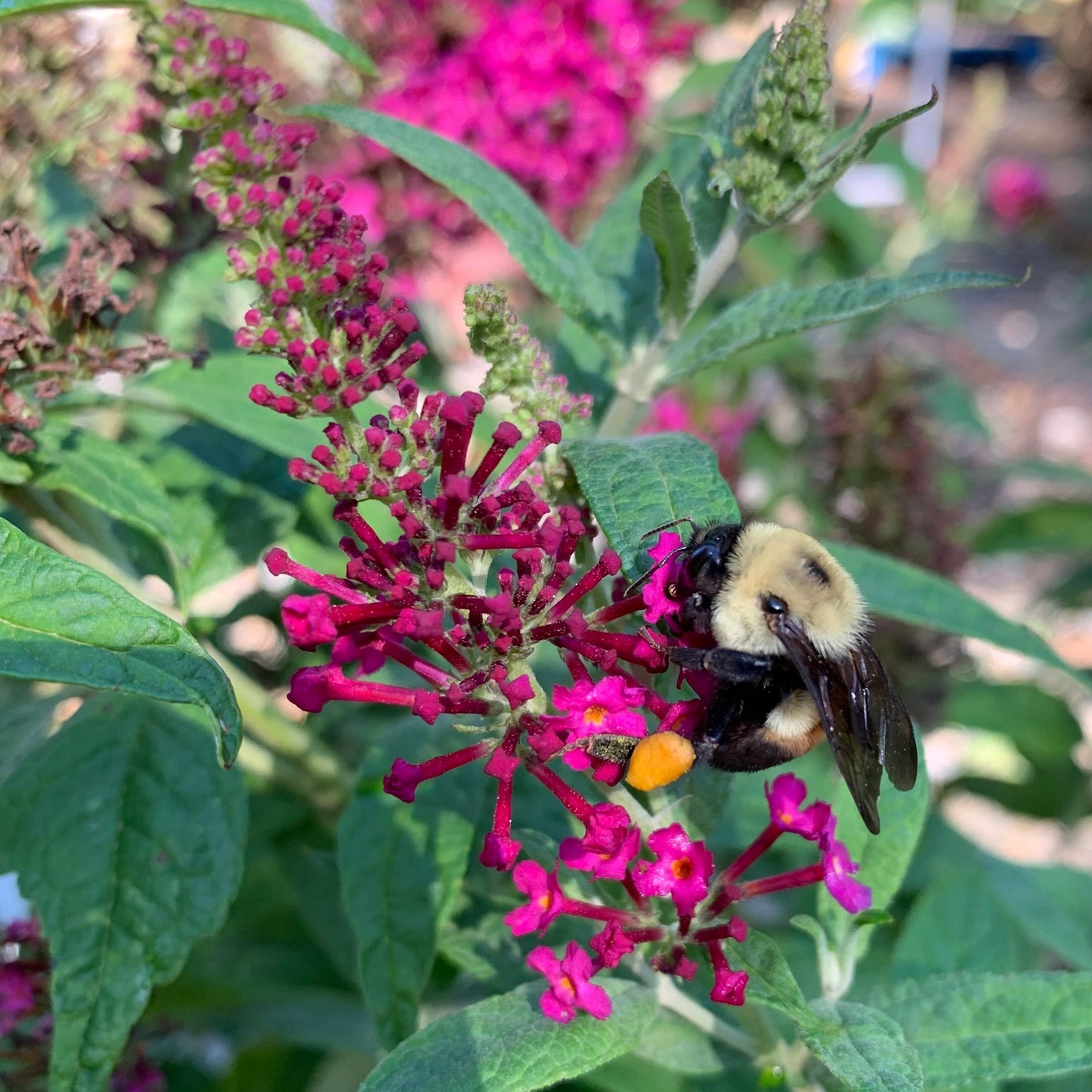 Buddleia - Miss Molly Butterfly Bush