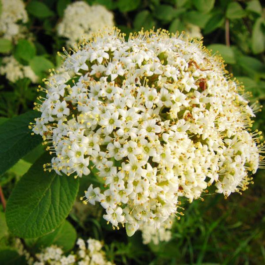 Viburnum plicatum - First Editions® Opening Day™ Viburnum, Doublefile Viburnum