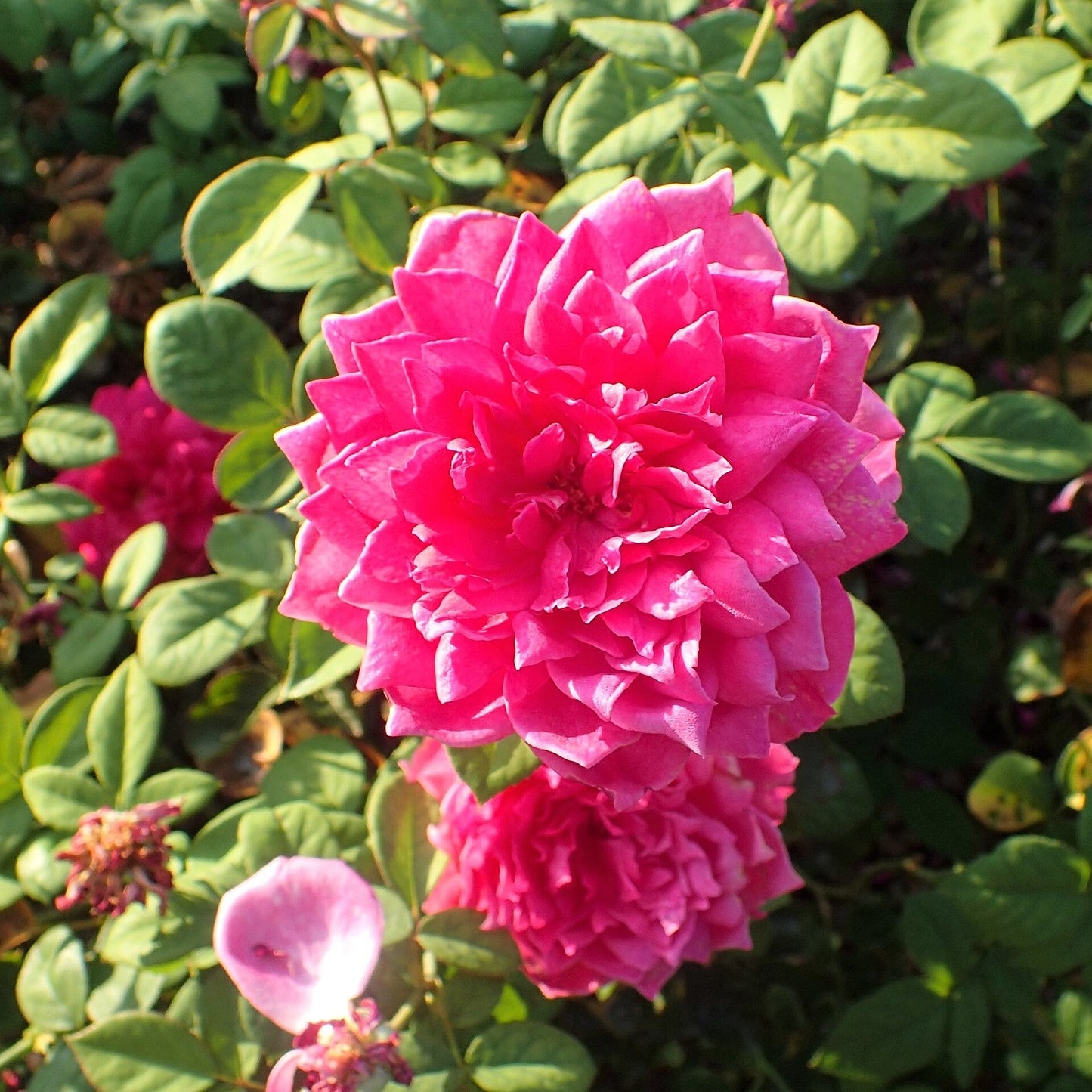 Rosa - Sophy's Rose