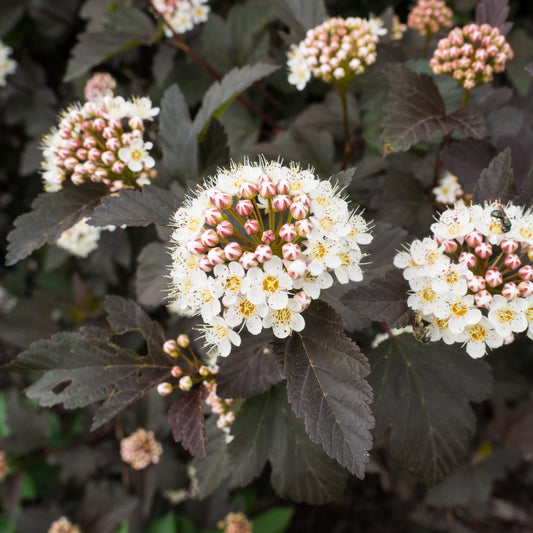 Physocarpus opulifolius - Diablo® Ninebark