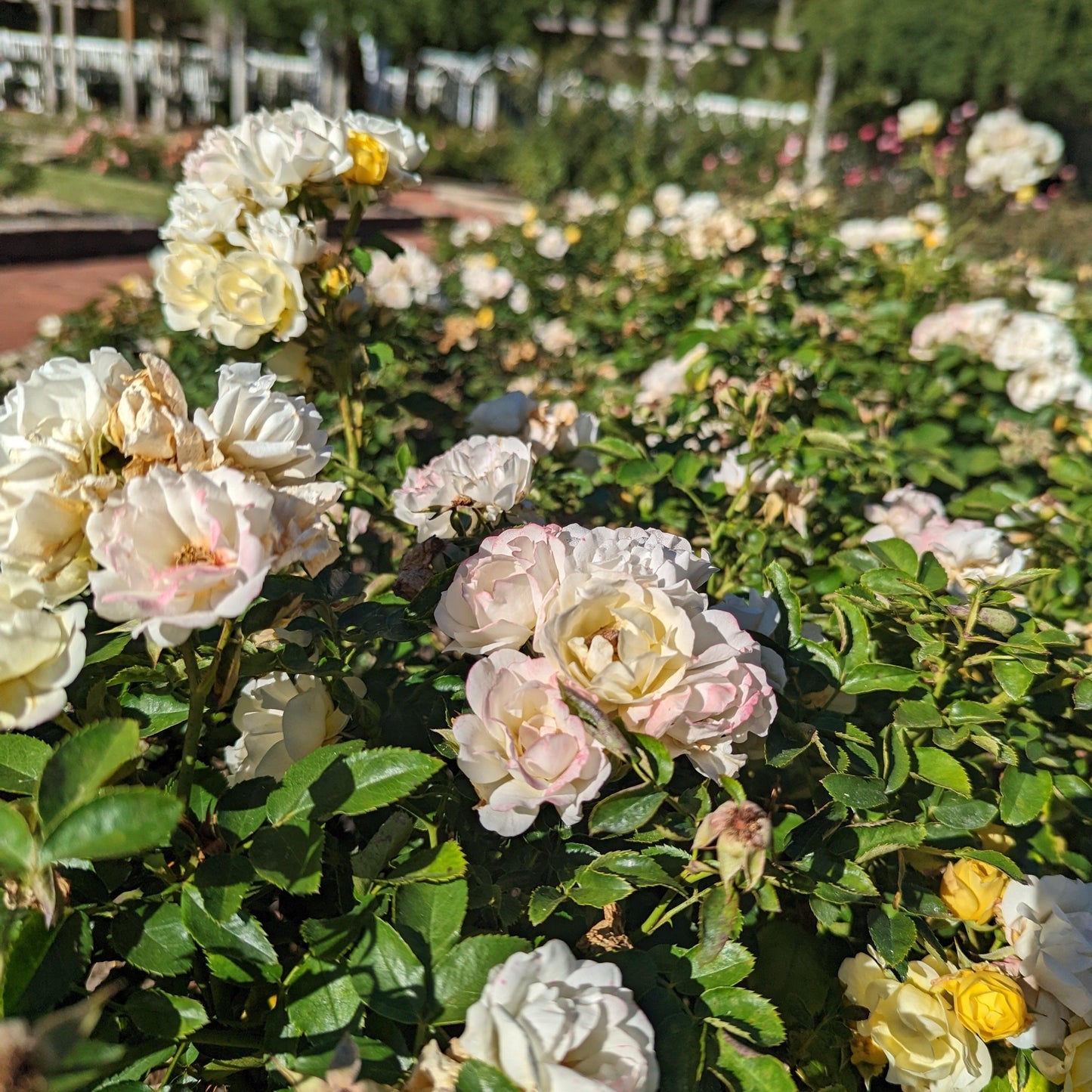 Rosa - Popcorn Drift® Rose