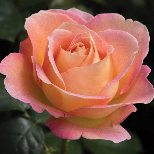 Rosa - Elle® Rose