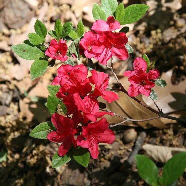 Bixby Azalea